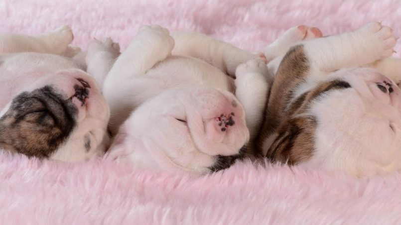 cuanto debe comer un bulldog americano de 8 semanas