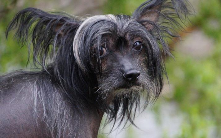 En este momento estás viendo Caída de pelo en perros: causas y remedios