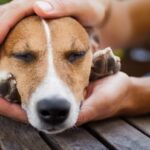 Prepara la llegada de un perro adoptado al hogar