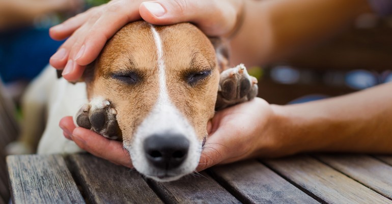 como saber la raza de tu perro adoptado