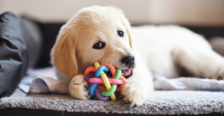 En este momento estás viendo Juguetes para mascotas unidas a sus amos