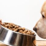 La importancia de ofrecer una buena alimentación a los perros