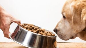 La importancia de ofrecer una buena alimentación a los perros