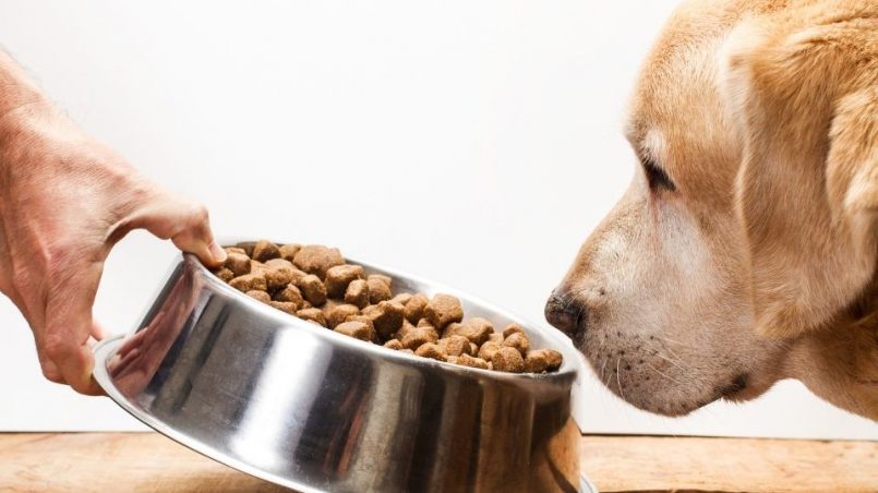 En este momento estás viendo La importancia de ofrecer una buena alimentación a los perros