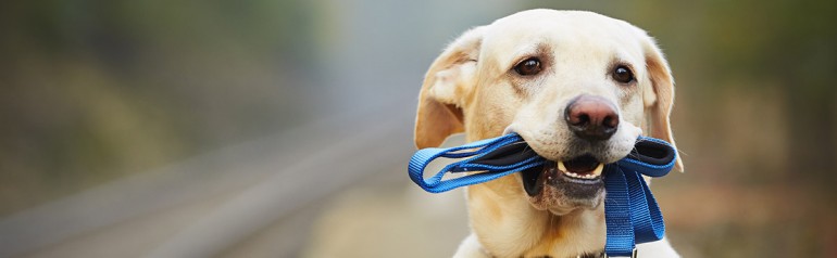 En este momento estás viendo Viajar con perros: es lo que más me gusta